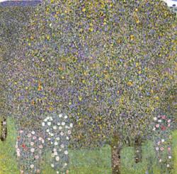 Gustav Klimt Rose Bushes Under the Trees Norge oil painting art